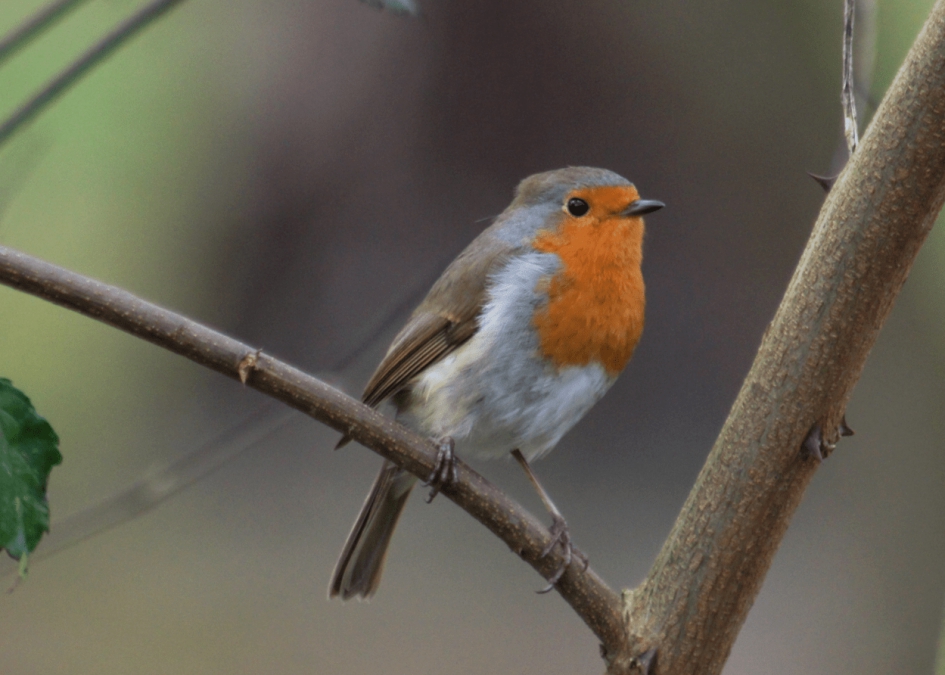 Roodborstje - Vogels - Roodborstje