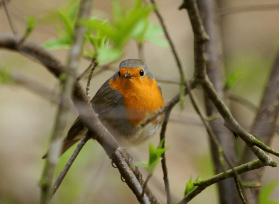 Roodborstje - Vogels - Roodborstje