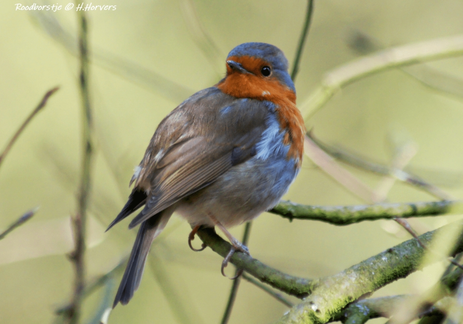 Roodborstje - Vogels - Roodborstje
