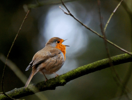 Roodborstje, zingend uit volle borst