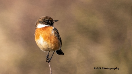 Roodborsttapuit.