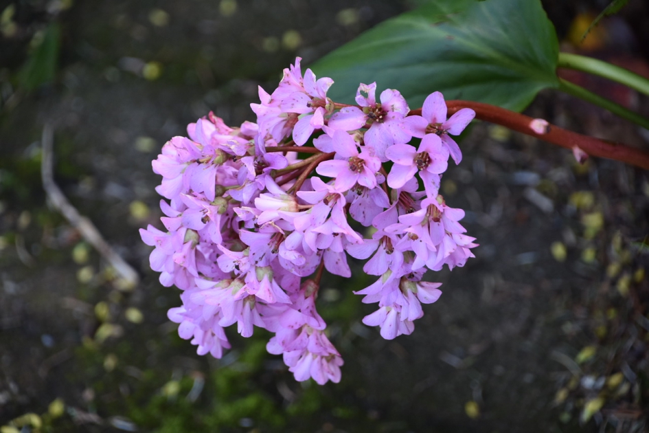 Schoenlapper - Planten - 