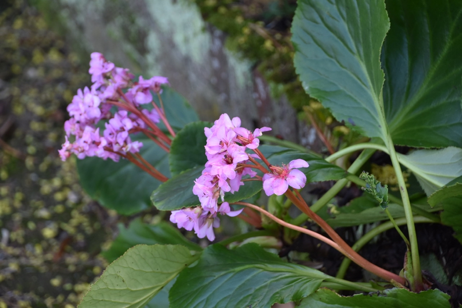 Schoenlapper - Planten - 
