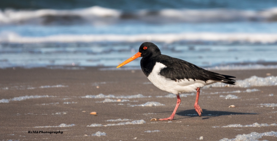 Scholekster. - Vogels - Scholekster.