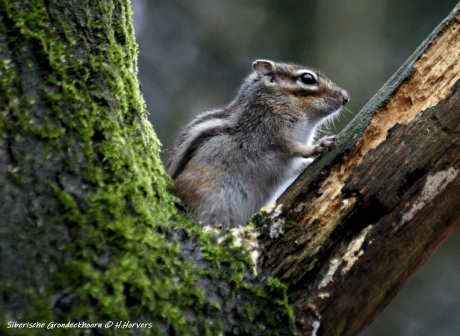 Siberische Grondeekhoorn
