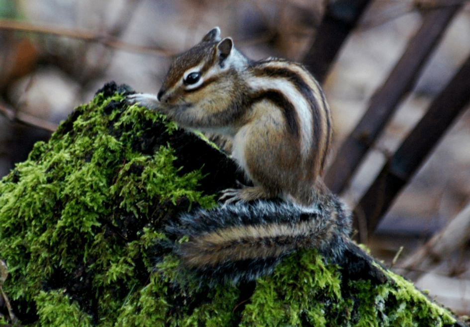 Siberische Grondeekhoorn - Zoogdieren - Siberische Grondeekhoorn
