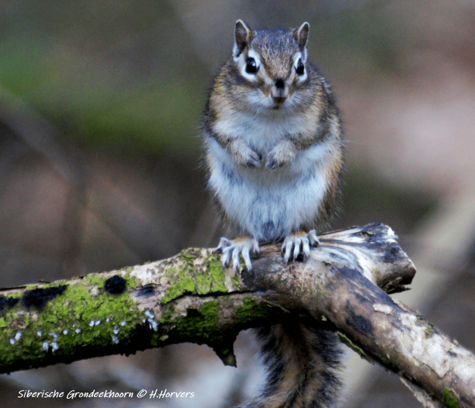 Siberische Grondeekhoorn. - Zoogdieren - Siberische Grondeekhoorn.