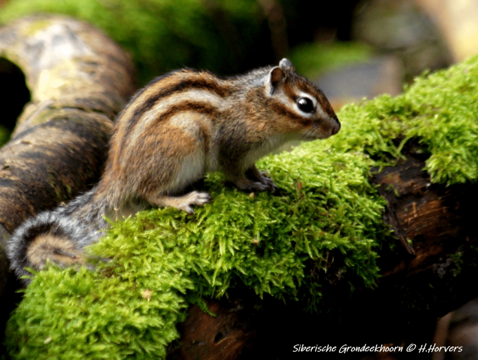 Siberische Grondeekhoorn - Zoogdieren - Siberische Grondeekhoorn