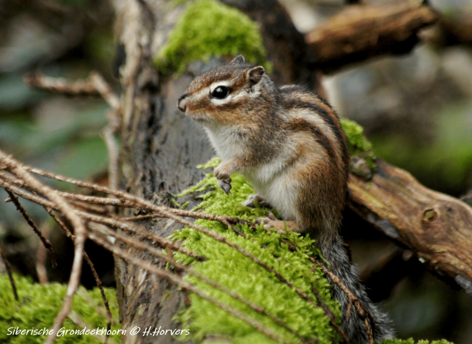 Siberische Grondeekhoorn - Zoogdieren - Siberische Grondeekhoorn