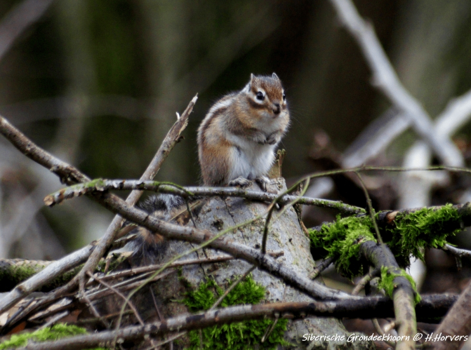 Siberische Grondeekhoorn - Zoogdieren - Siberische Grondeekhoorn