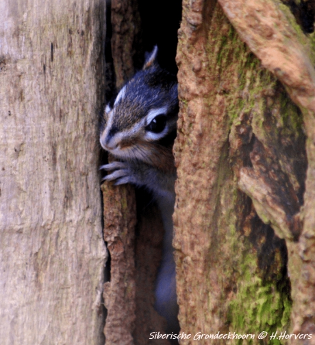 Siberische Grondeekhoorn