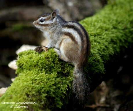 Siberische Grondeekhoorn