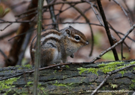 Siberische Grondeekhoorn
