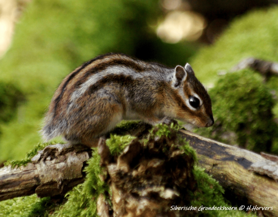 Siberische Grondeekhoorn - Zoogdieren - Siberische Grondeekhoorn
