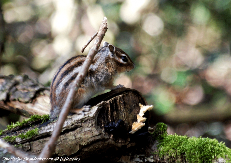 Siberische Grondeekhoorn - Zoogdieren - Siberische Grondeekhoorn