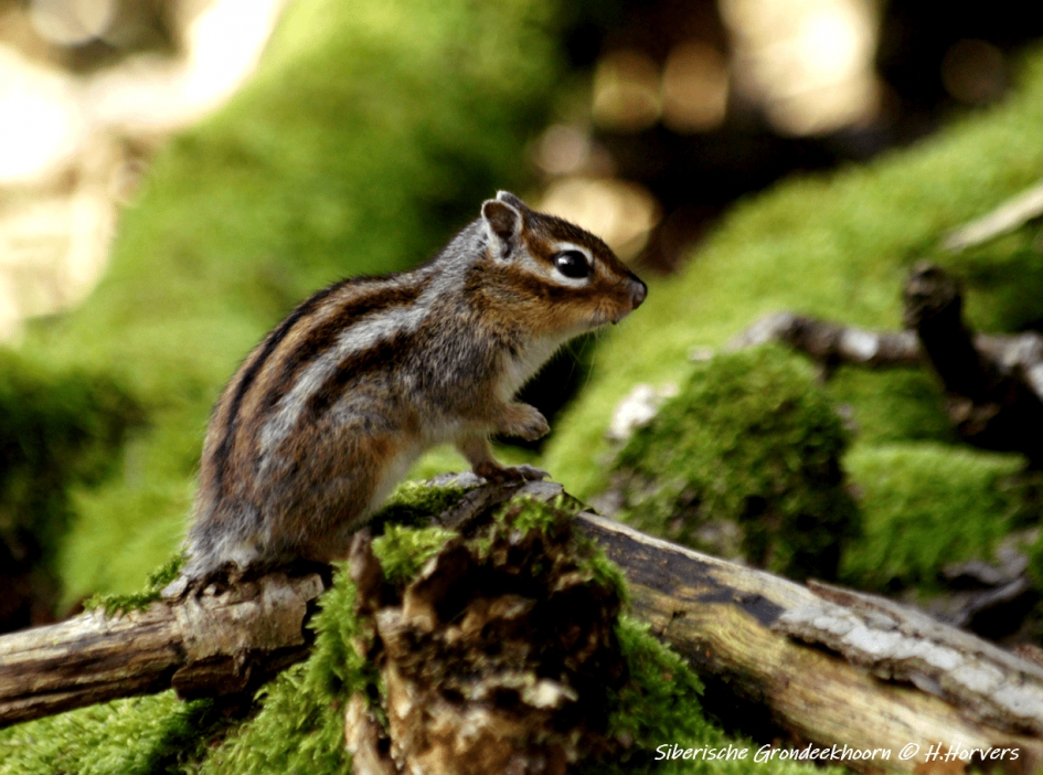 Siberische Grondeekhoorn - Zoogdieren - Siberische Grondeekhoorn