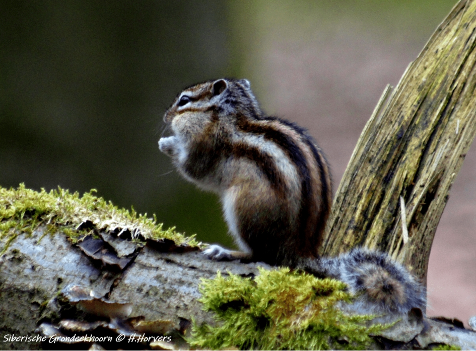 Siberische Grondeekhoorn - Zoogdieren - Siberische Grondeekhoorn