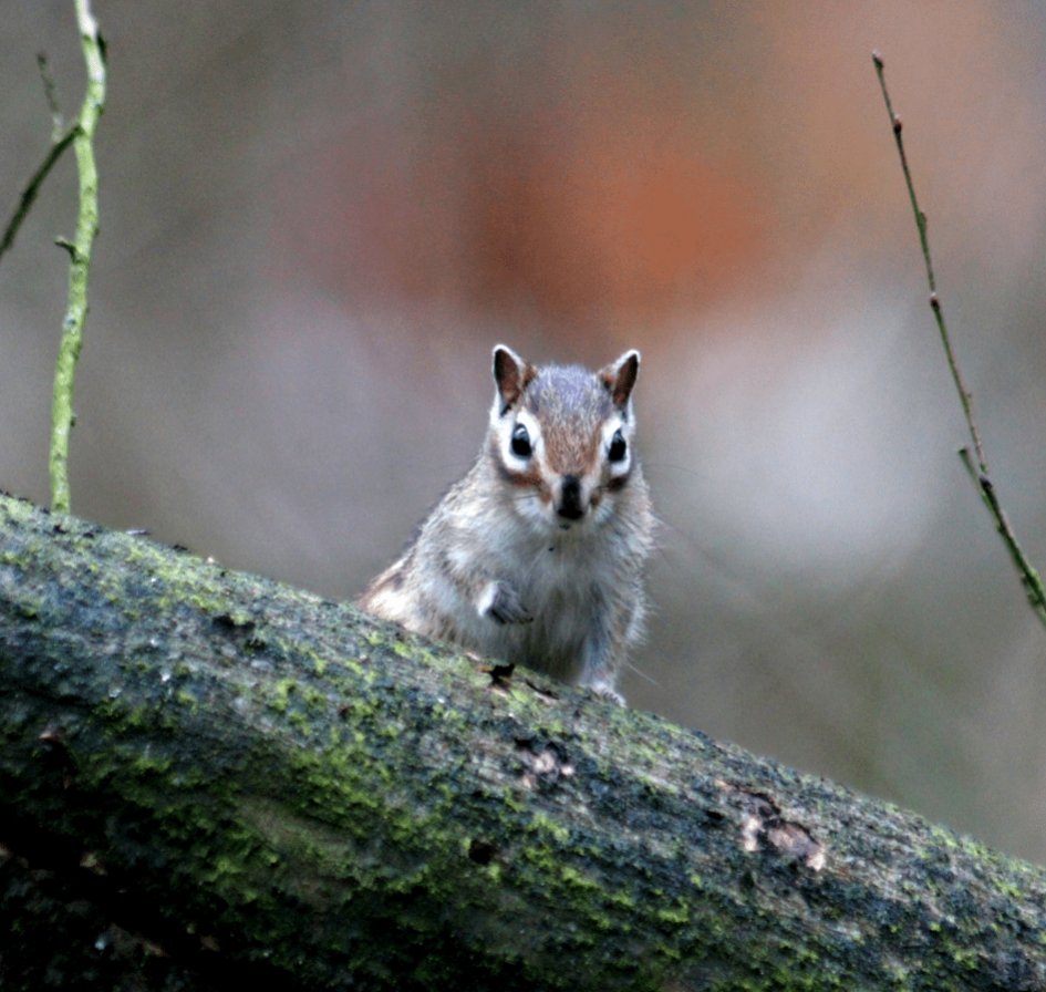 Siberische Grondeekhoorn - Zoogdieren - Siberische Grondeekhoorn