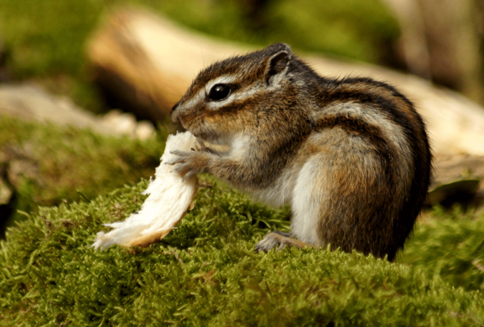 Siberische Grondeekhoorn - Zoogdieren - Siberische Grondeekhoorn
