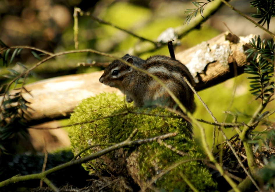Siberische Grondeekhoorn. - Zoogdieren - Siberische Grondeekhoorn.