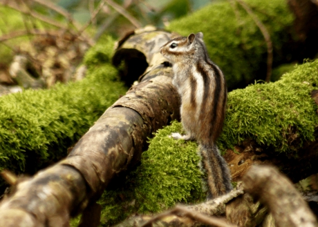 Siberische Grondeekhoorn.