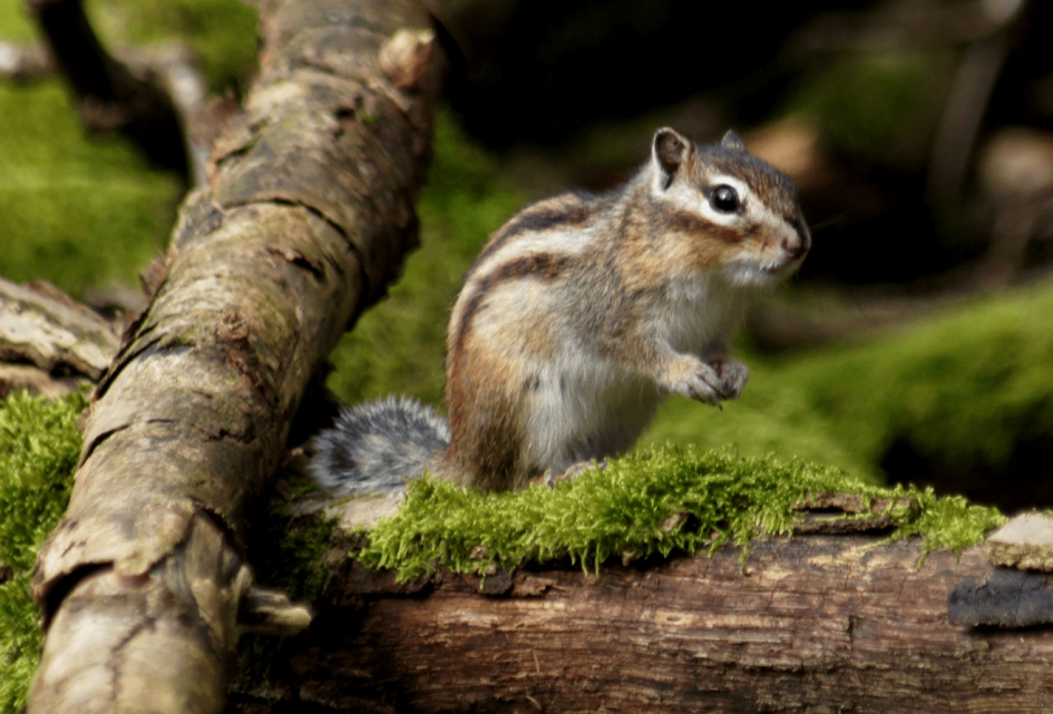 Siberische Grondeekhoorn - Zoogdieren - Siberische Grondeekhoorn
