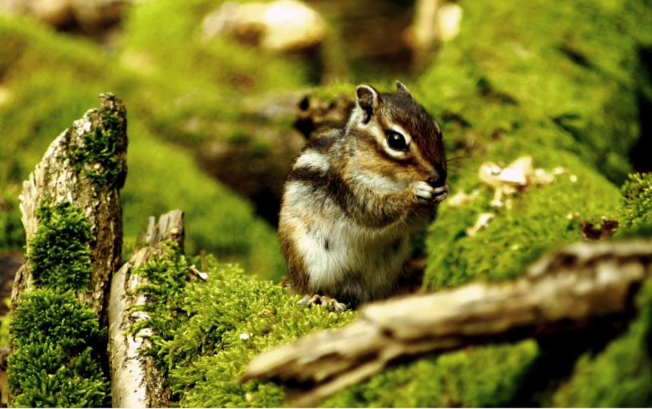 Siberische Grondeekhoorn - Zoogdieren - Siberische Grondeekhoorn