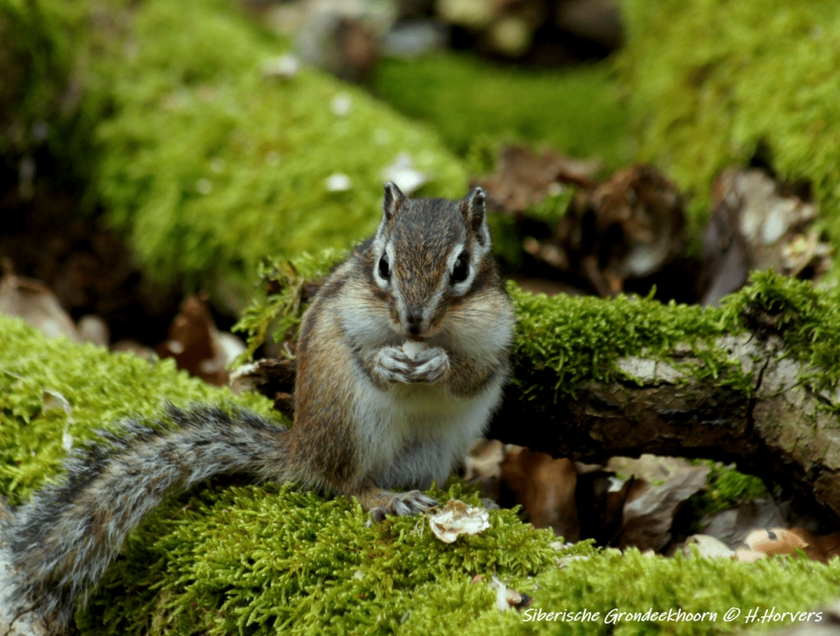 Siberische Grondeekhoorn - Zoogdieren - Siberische Grondeekhoorn