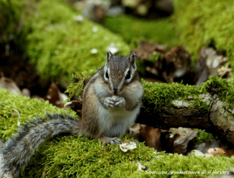 Siberische Grondeekhoorn