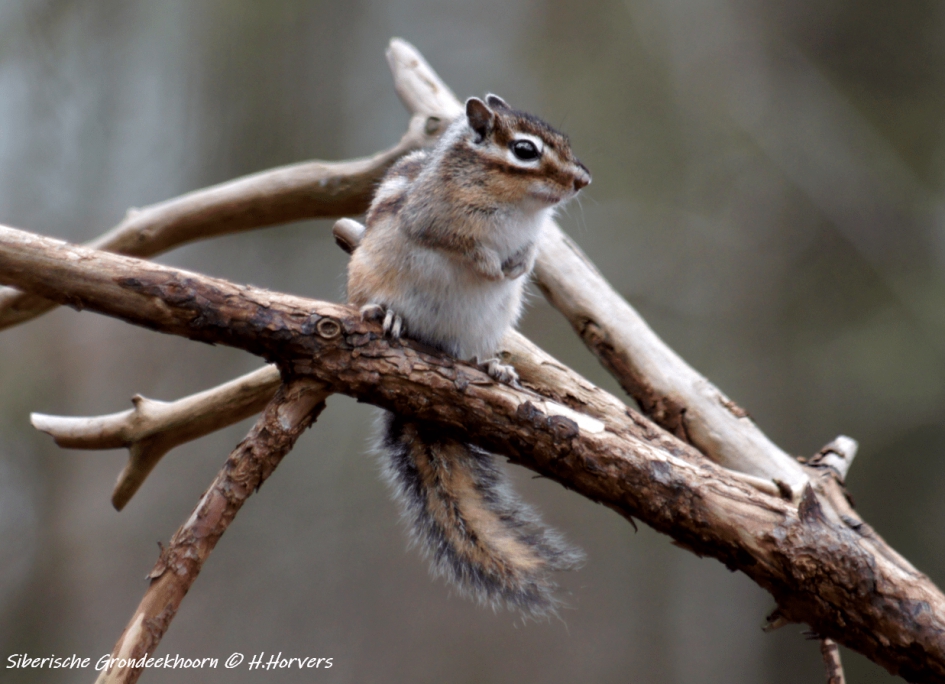 Siberische Grondeekhoorn - Zoogdieren - Siberische Grondeekhoorn