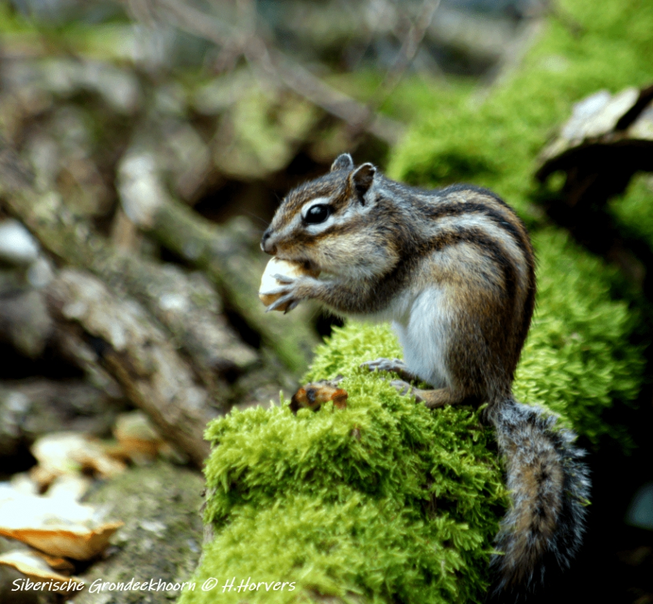 Siberische Grondeekhoorn - Zoogdieren - Siberische Grondeekhoorn