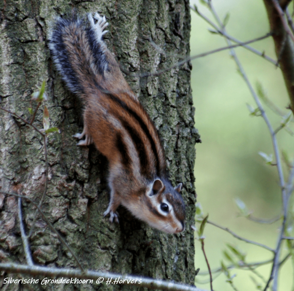 Siberische Grondeekhoorn. - Zoogdieren - Siberische Grondeekhoorn.