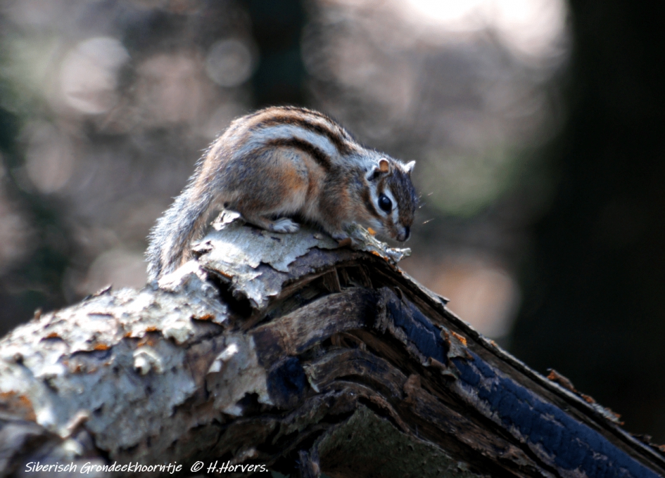 Siberische grondeekhoorn - Zoogdieren - Siberische grondeekhoorn