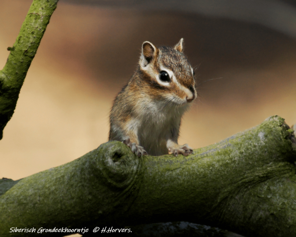 Siberische Grondeekhoorn - Zoogdieren - Siberische grondeekhoorn