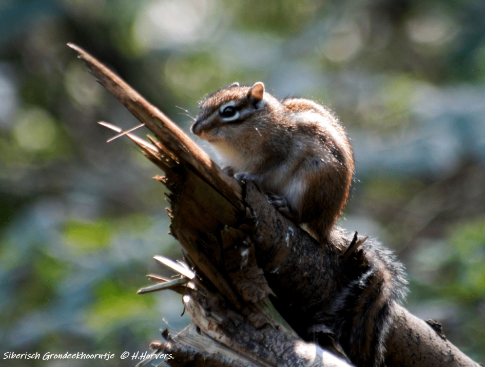Siberische Grondeekhoorn - Zoogdieren - Siberische Grondeekhoorn