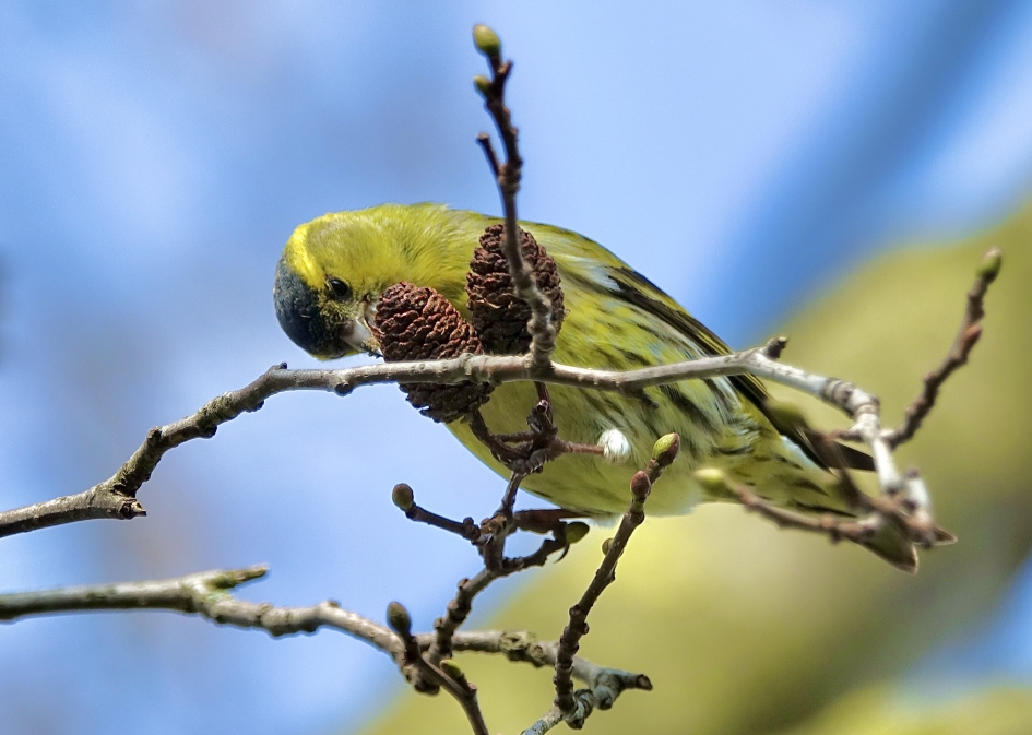 Sijs - Vogels - Sijs