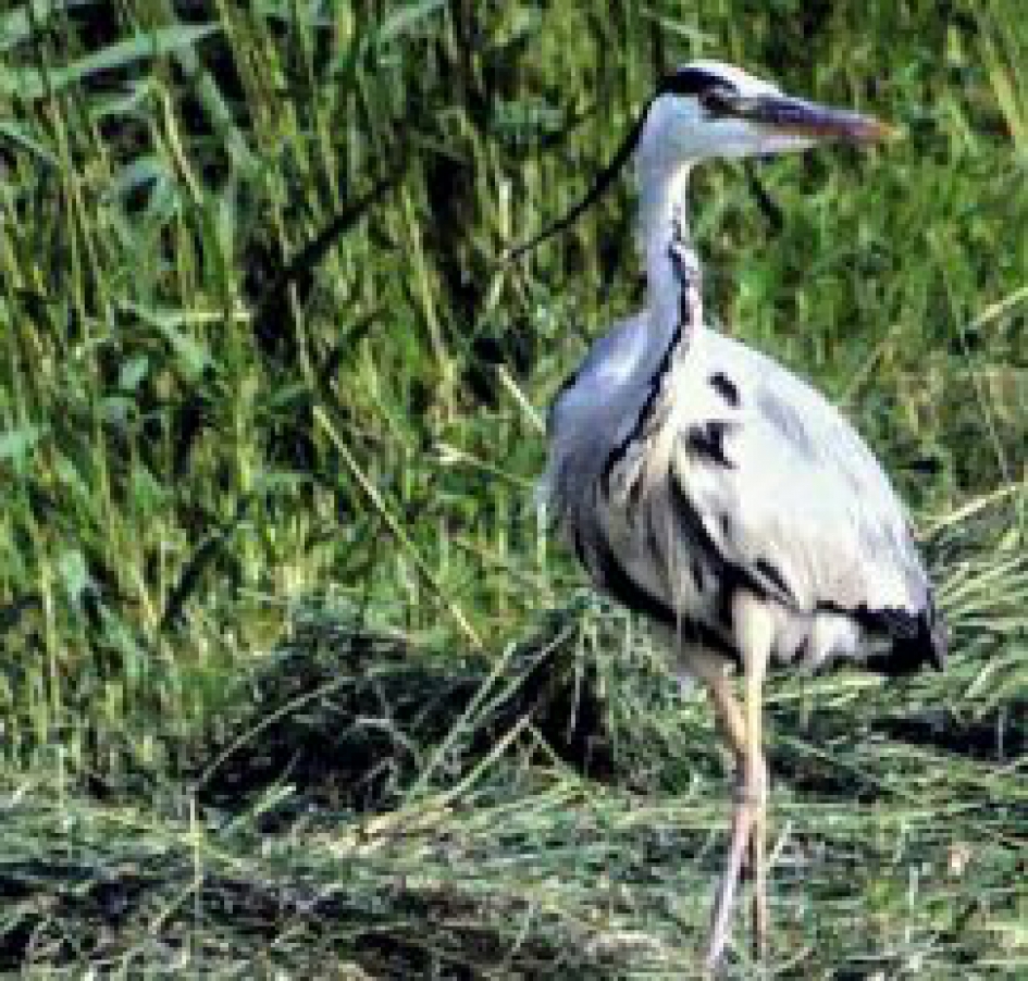 Sint-Oedenrode - Vogels - Reiger
