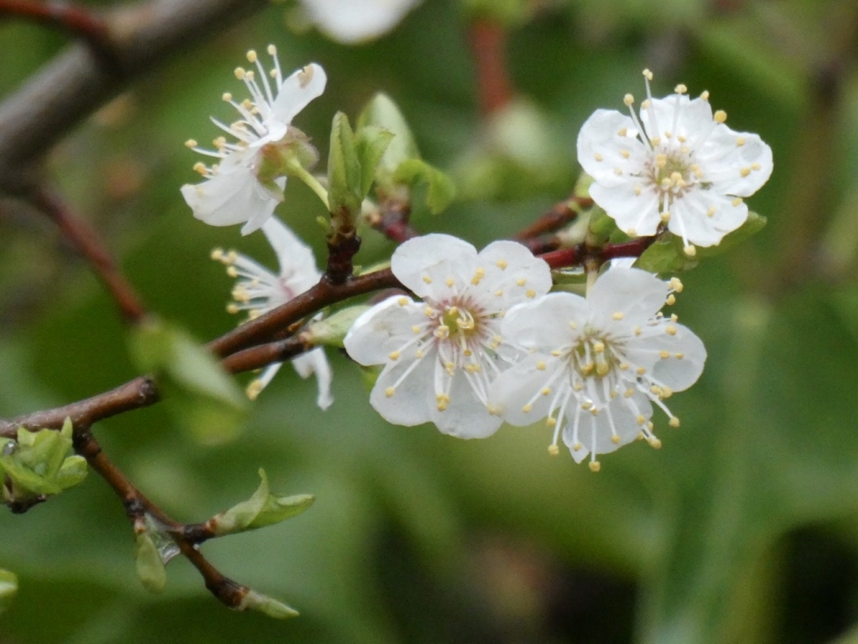 Sleedoorn - Planten - 