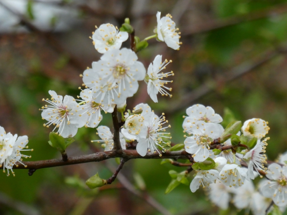 Sleedoorn - Planten - 