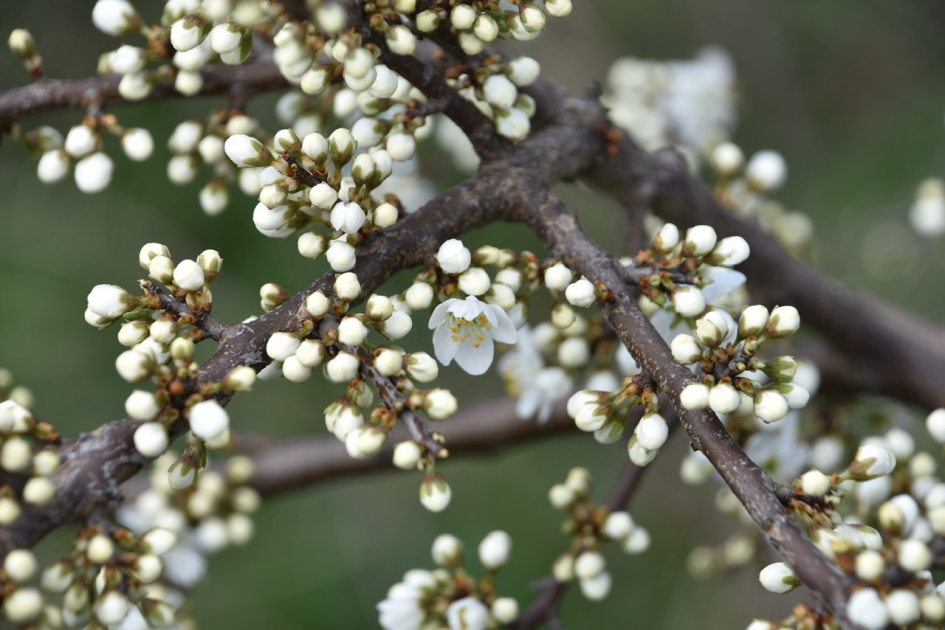 Sleedoorn - Planten - 
