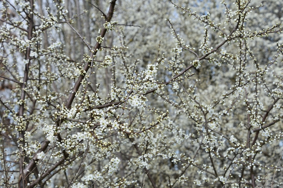 Sleedoorn - Planten - 