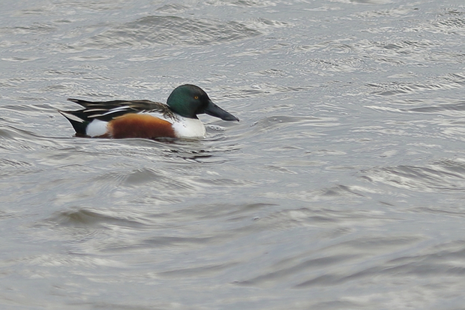 slobeend -m- - Vogels - slobeend