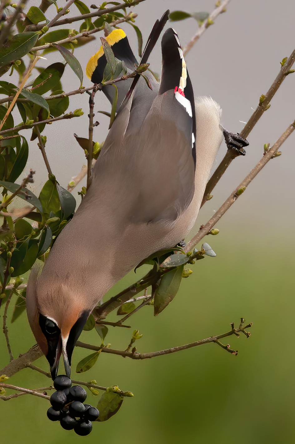 Smullen - Vogels - Pestvogel
