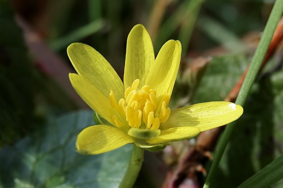 Speenkruid - Planten - Speenkruid