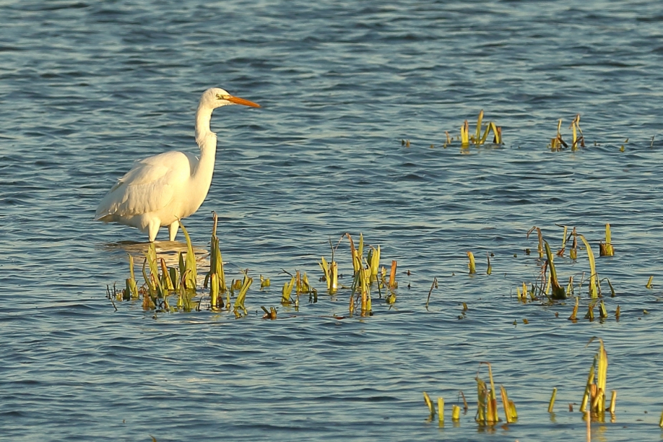 spiedende ogen - Vogels - grote zilverreiger