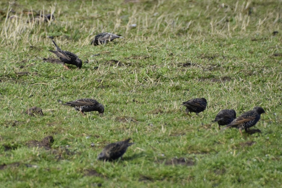 Spreeuwen - Vogels - 
