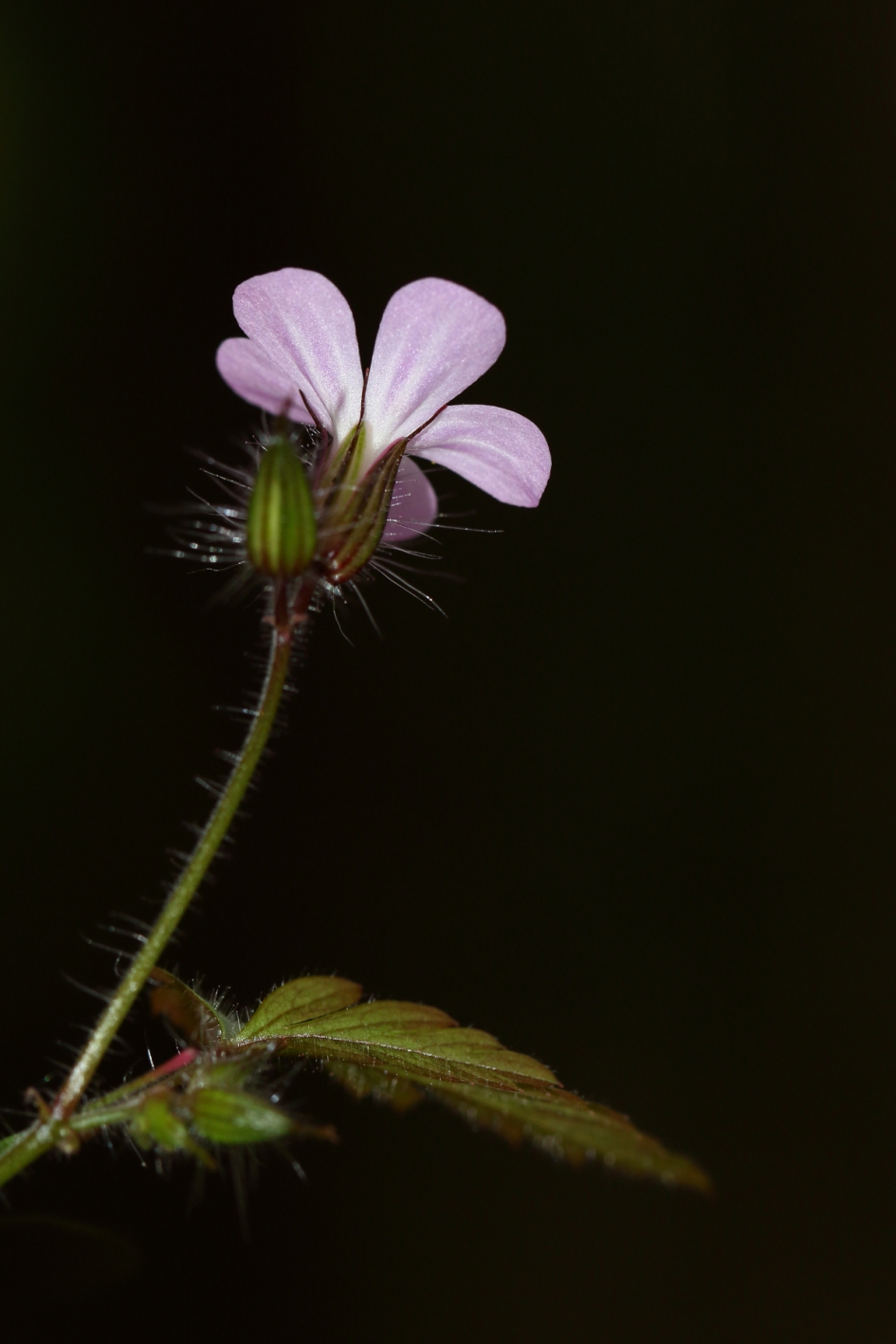St. Robertskruid - Planten - St. Robertskruid