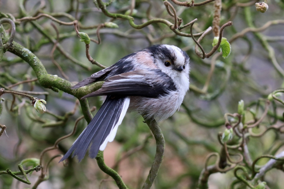 Staartmeesje - Vogels - 