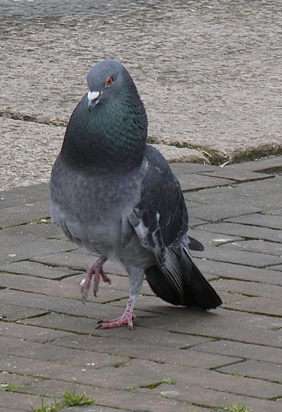Stadsduif - Vogels - 