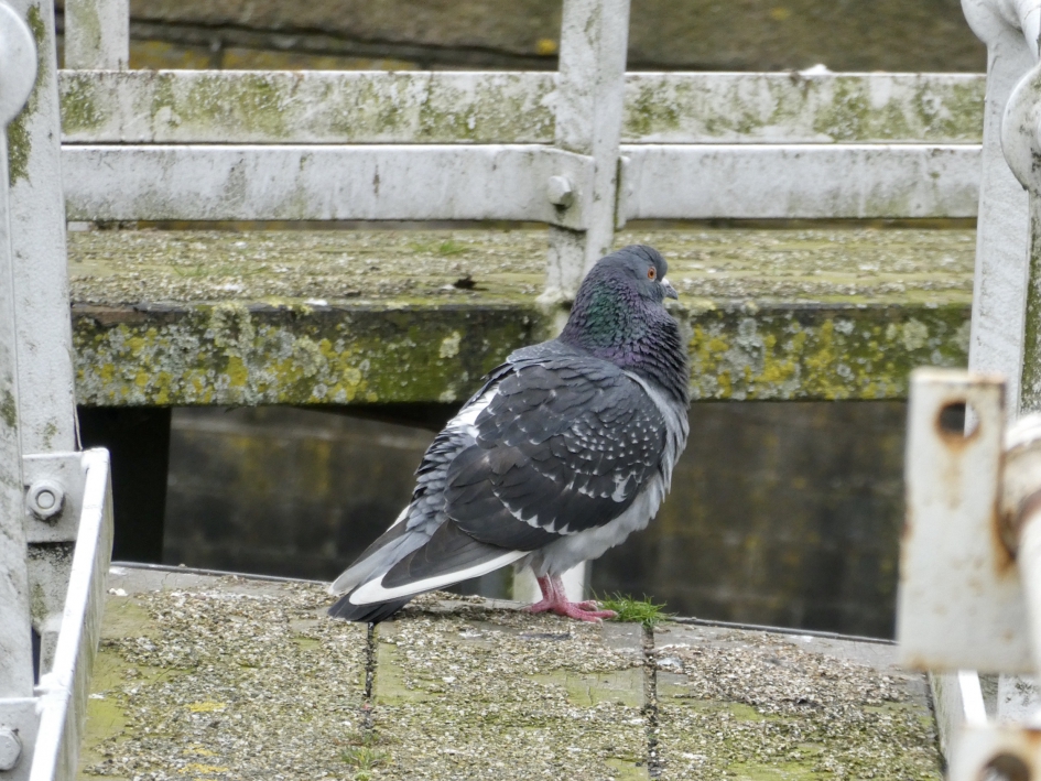 Stadsduif op een draaibrug - Vogels - 